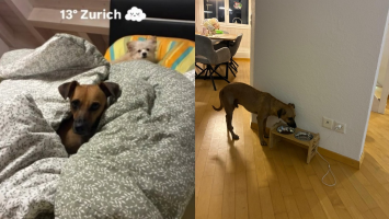 Tutora publica foto de vira-lata caramelo do Ceará passando frio de 13ºC na Suíça