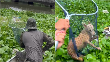 Vídeo: Polícia Militar resgata cachorro de dentro do rio Cocó, em Fortaleza