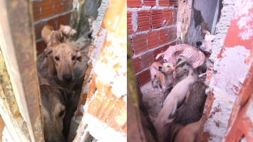 Homem é preso por maus-tratos contra 14 cães no interior do Ceará