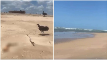 Braço humano é encontrado em praia de Paracuru, na Grande Fortaleza