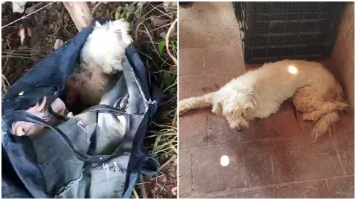 Vídeo: Cadela é abandonada em mata dentro de sacola com patas amarradas, no Crato