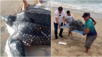 Tartaruga marinha da maior espécie do planeta é resgatada em praia no Ceará