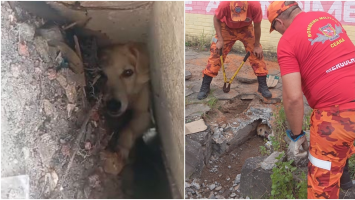 VÍDEO: Cão fica preso embaixo de calçada e é resgatado pelos bombeiros em Fortaleza