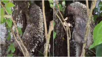 Quandu é devolvido à natureza após ser resgatado pela polícia em chácara no Ceará; vídeo