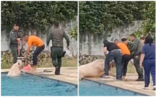 Vaca é resgatada após cair em piscina da Academia Estadual de Segurança Pública; veja vídeo