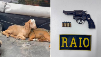 Animais furtados são recuperados e arma é apreendida em Sobral