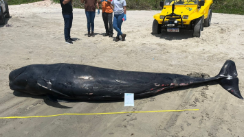 Baleia-piloto é encontrada morta em praia no litoral do Ceará