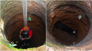 Vídeo: Bezerro é resgatado pelos bombeiros após cair em cacimba de 7 metros de profundidade