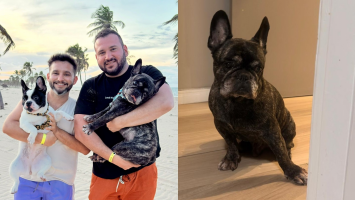 Cão morre após atendimento em pet shop de Fortaleza e tutores denunciam negligência
